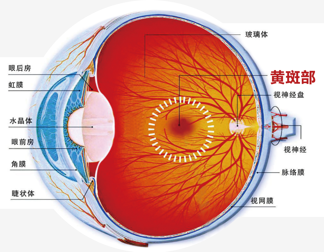 微信图片_2025-06-26_092056_888